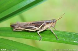 lol中国总决赛-蚱蜢和蝗虫还有蚂蚱是一种动物吗